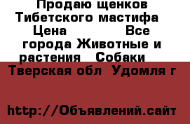 Продаю щенков Тибетского мастифа › Цена ­ 45 000 - Все города Животные и растения » Собаки   . Тверская обл.,Удомля г.